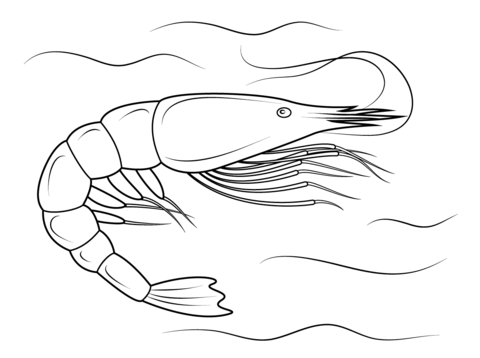 Penaeid Shrimp Coloring Page